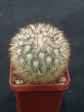 Mammillaria densispin