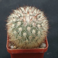 Mammillaria densispin