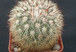 Mammillaria densispin