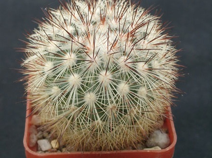 Mammillaria densispin
