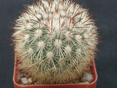 Mammillaria densispin