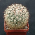 Mammillaria densispin