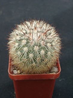 Mammillaria densispin