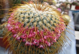 Mammillaria dexanthocentron DA FG
