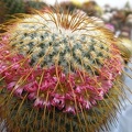 Mammillaria dexanthocentron DA FG