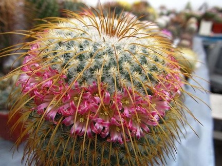 Mammillaria dexanthocentron DA FG