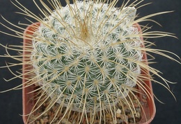 Mammillaria dixanthocentron