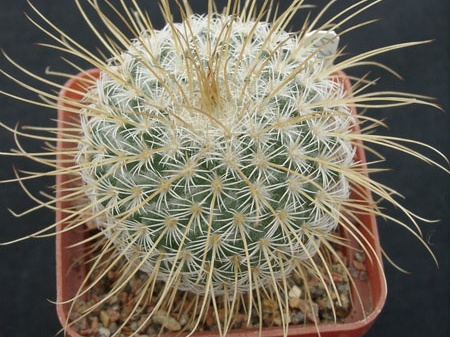Mammillaria dixanthocentron