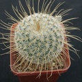 Mammillaria dixanthocentron