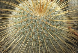 Mammillaria dixanthocentron 001