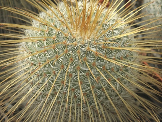 Mammillaria dixanthocentron 001