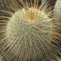Mammillaria dixanthocentron 001