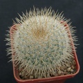Mammillaria dixanthocentron WM1940