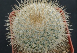 Mammillaria dixanthocentron WM1940