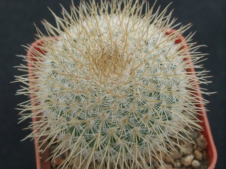 Mammillaria dixanthocentron WM1940
