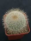 Mammillaria dixanthocentron WM1940