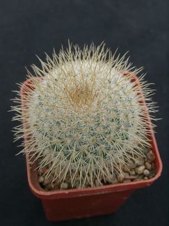 Mammillaria dixanthocentron WM1940