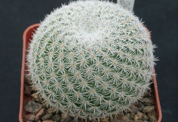 Mammillaria dixanthocentron celsiana L1059