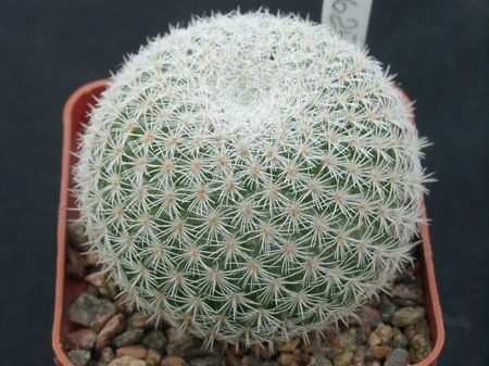 Mammillaria dixanthocentron celsiana L1059