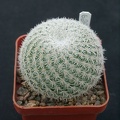 Mammillaria dixanthocentron celsiana L1059