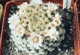 Mammillaria dumetorum