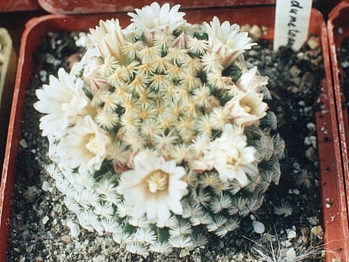 Mammillaria dumetorum