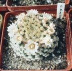 Mammillaria dumetorum