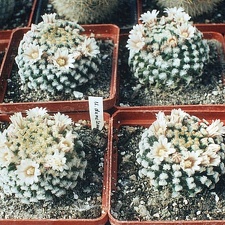 Mammillaria dumetorum