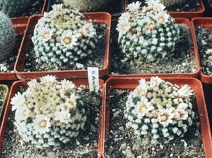 Mammillaria dumetorum