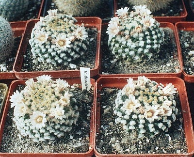 Mammillaria dumetorum