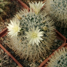 Mammillaria duwei-01