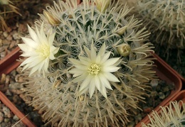 Mammillaria duwei-01