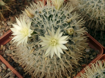 Mammillaria duwei-01