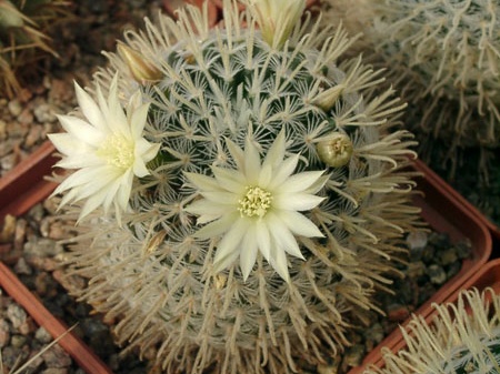 Mammillaria duwei-01