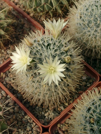 Mammillaria duwei-01