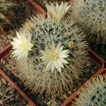 Mammillaria duwei-01 (2229 відвідувань) Mammillaria duwei-01