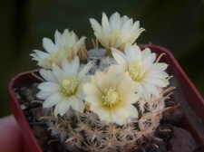 Mammillaria duwei