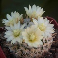 Mammillaria duwei