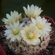 Mammillaria duwei