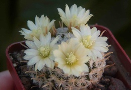 Mammillaria duwei