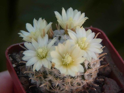Mammillaria duwei
