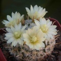 Mammillaria_duwei.jpg