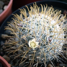 Mammillaria duwei2