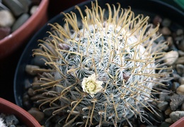 Mammillaria duwei2