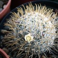 Mammillaria duwei2 (2177 відвідувань) Mammillaria duwei2
