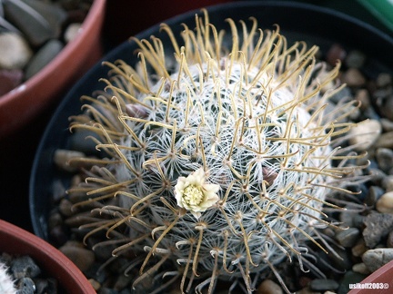 Mammillaria duwei2