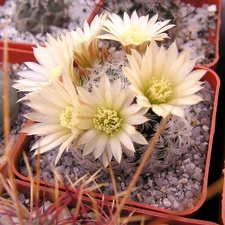 Mammillaria duwei3