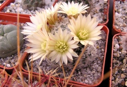 Mammillaria duwei3