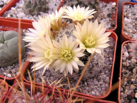 Mammillaria duwei3