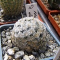 Mammillaria duwei4